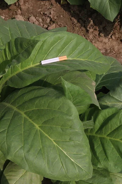 Hoja Tabaco Crudo Con Cigarrillo Granja Para Cosecha Son Cultivos — Foto de Stock