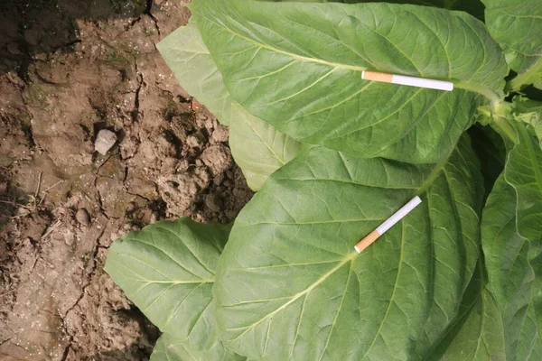 raw tobacco leaf with cigarette on farm for harvest are cash crops