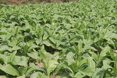 Sigara ve hasat için çiğ tütün çiftliği nakit mahsuldür.