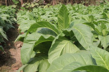 Sigara ve hasat için çiğ tütün çiftliği nakit mahsuldür.