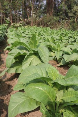 Sigara ve hasat için çiğ tütün çiftliği nakit mahsuldür.