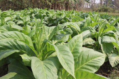 Sigara ve hasat için çiğ tütün çiftliği nakit mahsuldür.