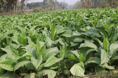 Sigara ve hasat için çiğ tütün çiftliği nakit mahsuldür.