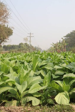 Sigara ve hasat için çiğ tütün çiftliği nakit mahsuldür.