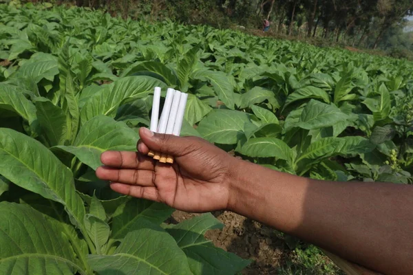 green colored tobacco farm with cigarette on hand for harvest are cash crops