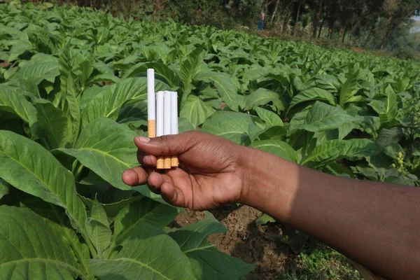 green colored tobacco farm with cigarette on hand for harvest are cash crops