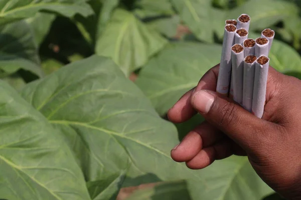 Yeşil Renkli Tütün Çiftliği Sigara Hasadı Için Nakit Ürünleri Var — Stok fotoğraf