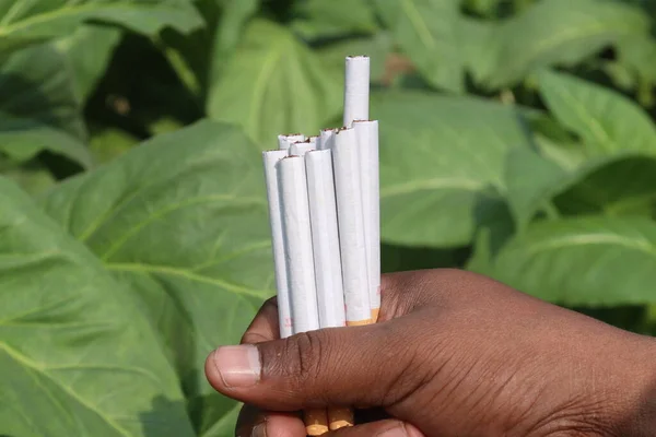Zelená Tabáková Farma Cigaretou Ruce Pro Sklizeň Jsou Peněžní Plodiny — Stock fotografie