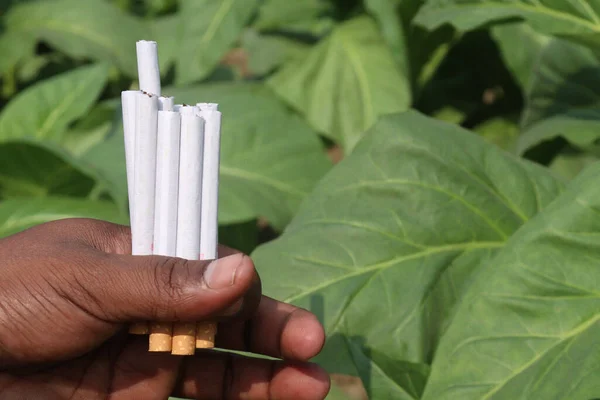 Zielone Farmy Tytoniowe Papierosem Wyciągnięcie Ręki Zbiorów Uprawy Gotówkowe — Zdjęcie stockowe