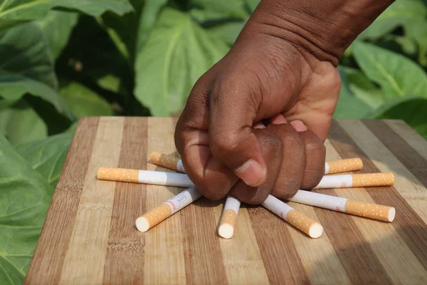 Cios Pięścią Papierosa Farmie Tytoniu Aby Zignorować Fartuchy Dla Świata — Zdjęcie stockowe