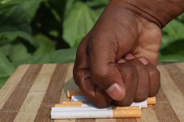Pěstní Punč Cigaretu Tabákové Farmě Ignorovat Posměch Pro Svět Žádný — Stock fotografie