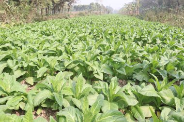 Sigara ve hasat için çiğ tütün çiftliği nakit mahsuldür.