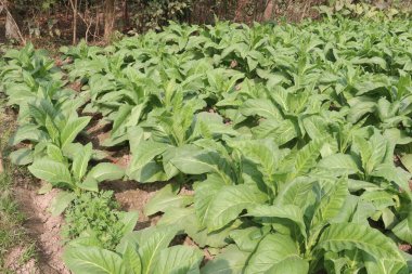 Sigara ve hasat için çiğ tütün çiftliği nakit mahsuldür.