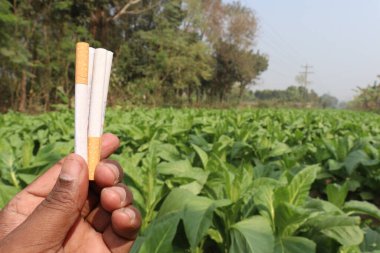 Yeşil renkli tütün çiftliği ve sigara hasadı için nakit ürünleri var.