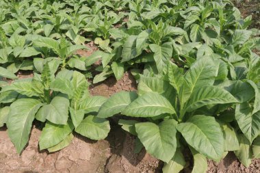 Sigara ve hasat için çiğ tütün çiftliği nakit mahsuldür.