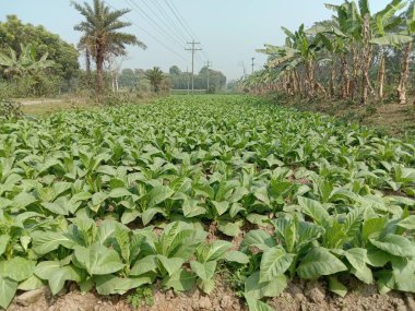 Sigara ve hasat için çiğ tütün çiftliği nakit mahsuldür.