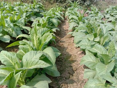 Sigara ve hasat için çiğ tütün çiftliği nakit mahsuldür.