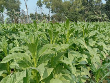 Sigara ve hasat için çiğ tütün çiftliği nakit mahsuldür.