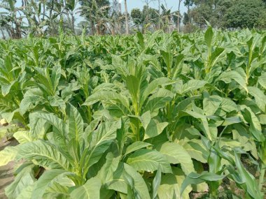 Sigara ve hasat için çiğ tütün çiftliği nakit mahsuldür.