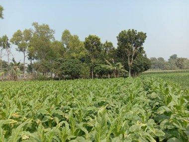 Sigara ve hasat için çiğ tütün çiftliği nakit mahsuldür.