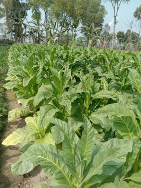 Sigara ve hasat için çiğ tütün çiftliği nakit mahsuldür.