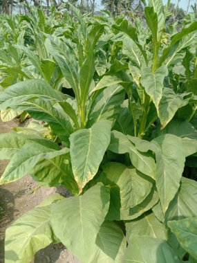 Sigara ve hasat için çiğ tütün çiftliği nakit mahsuldür.