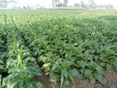 Sigara ve hasat için çiğ tütün çiftliği nakit mahsuldür.