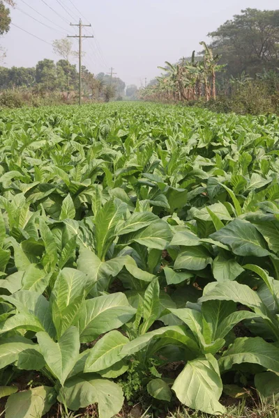 담배와 수확을 농장은 작물이다 — 스톡 사진