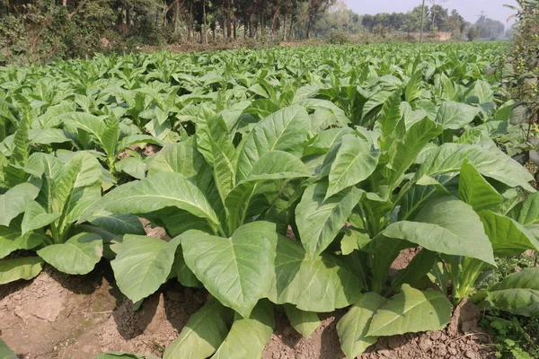 Raw Tobacco Farm Making Cigarette Harvest Cash Crops — Stock Photo, Image