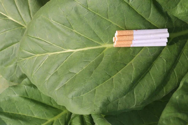 Surový Tabákový List Cigaretami Farmě Pro Sklizeň Jsou Hotovostní Plodiny — Stock fotografie