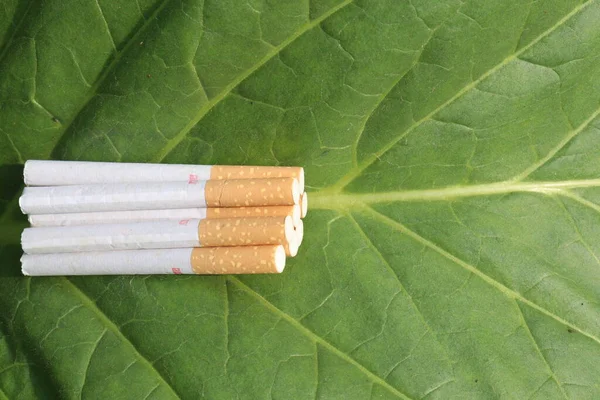 Nyersdohány Levél Cigaretta Gazdaságban Betakarítás Készpénz Növények — Stock Fotó