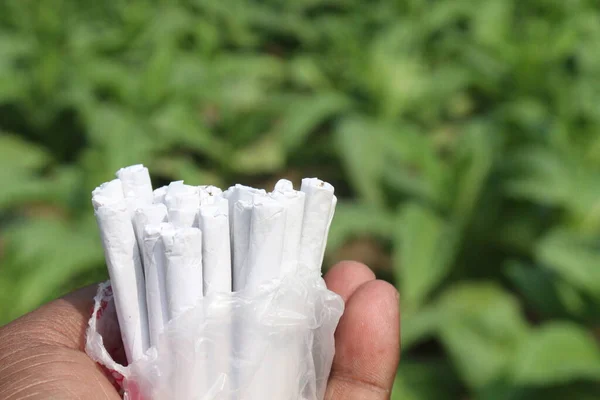 Zielone Farmy Tytoniowe Papierosem Wyciągnięcie Ręki Zbiorów Uprawy Gotówkowe — Zdjęcie stockowe