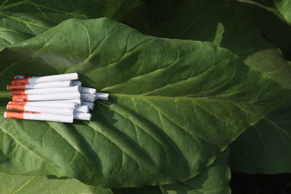 Nyersdohány Levél Cigaretta Gazdaságban Betakarítás Készpénz Növények — Stock Fotó