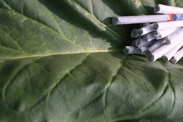 Surový Tabákový List Cigaretami Farmě Pro Sklizeň Jsou Hotovostní Plodiny — Stock fotografie