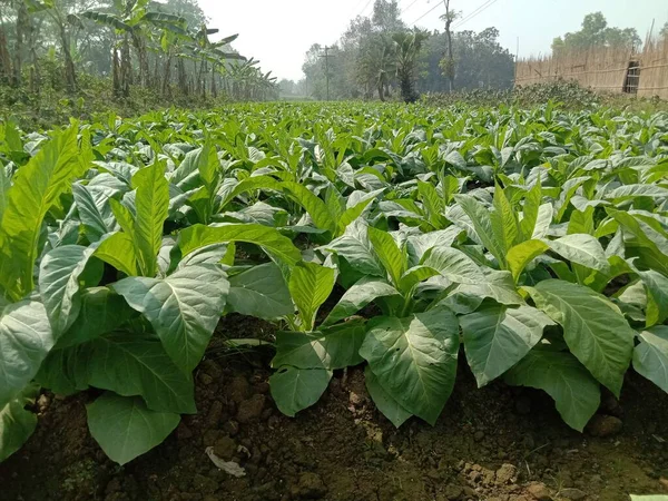 タバコと収穫のための生のタバコ農場は現金作物です — ストック写真