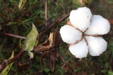 peruvian pima cotton on tree in farm for harvest are cash crops clipart