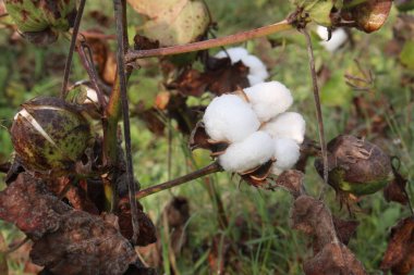 peruvian pima cotton on tree in farm for harvest are cash crops clipart