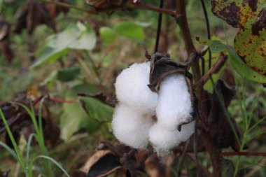 Tarlada hasat için ağaçtaki Peru pima pamuğu nakit mahsulüdür.