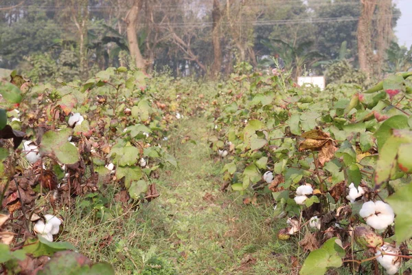 农场树上的秘鲁皮马棉花是经济作物 — 图库照片