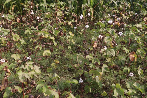 Περού Πίμα Βαμβάκι Στο Δέντρο Στο Αγρόκτημα Για Συγκομιδή Είναι — Φωτογραφία Αρχείου