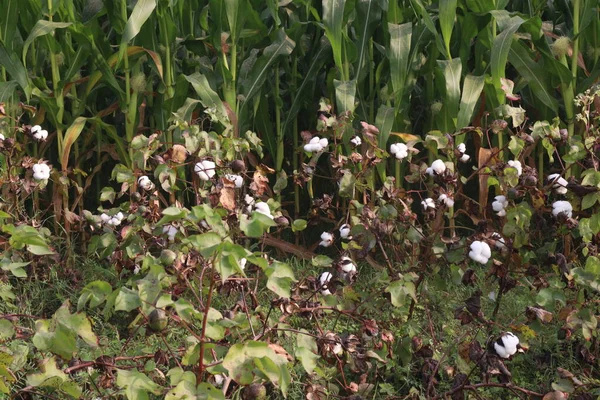 Peruvian Pima Cotton Tree Farm Harvest Cash Crops — Stock Photo, Image
