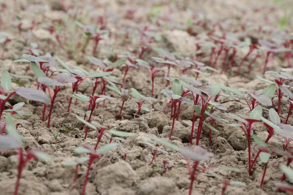 红色新鲜美味健康的菠菜农场是经济作物 — 图库照片