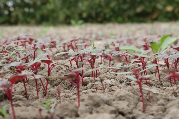 Rot Gefärbte Frische Schmackhafte Und Gesunde Spinatfarm Für Die Ernte — Stockfoto