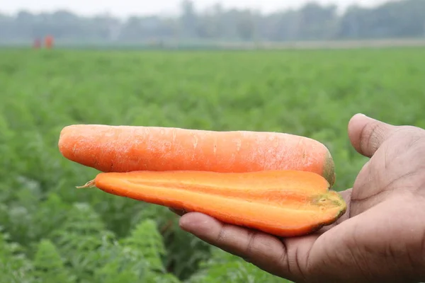 Вкусной Здоровой Свежей Морковью Рукой Ферме Сбора Урожая Являются Товарные — стоковое фото