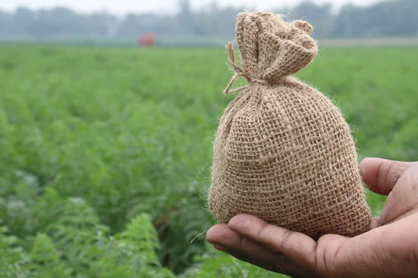 carrot farm for harvest are cash crops with money bag on hand