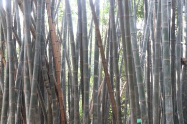 Hasat için yeşil renkli bambu çiftliği nakit mahsulüdür.