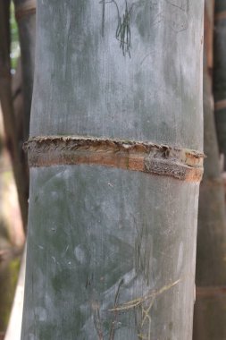 Hasat için yeşil renkli bambu çiftliği nakit mahsulüdür.