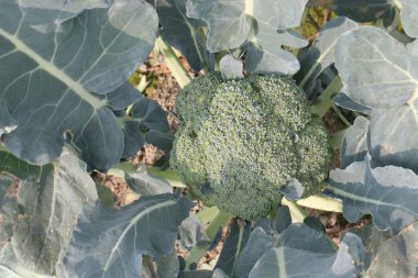 yeşil renkli taze brokoli çiftliği hasat için nakit mahsulleri