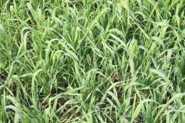 yeşil renkli taze buğday çiftliği hasat için nakit mahsuldür.