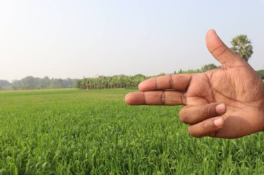 Sağırlar için buğday çiftliği ve doğa işaretleri